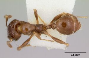 Pheidole pinealis casent0103480 dorsal 1.jpg