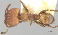 Pheidole pugnax casent0281747 d 1 high.jpg