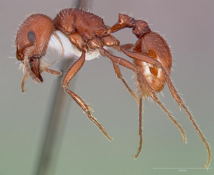 File:Pogonomyrmex brevispinosus casent0005715 profile 1.jpg