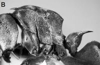 Polyrhachis bosi Fig 2b.jpg