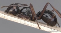 Polyrhachis debilis casent0905544 p 1 high.jpg