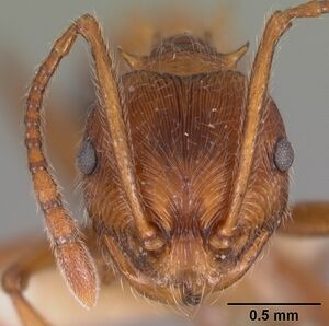 Pristomyrmex trispinosus casent0102285 head 1.jpg