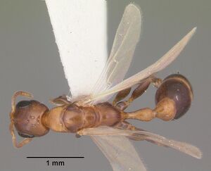 Pseudomyrmex ejectus casent0103836 dorsal 1.jpg