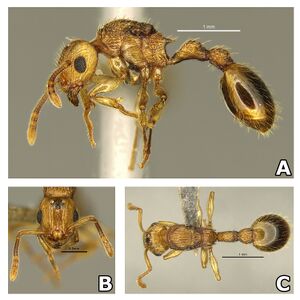 Rotastruma stenoceps F10.jpg