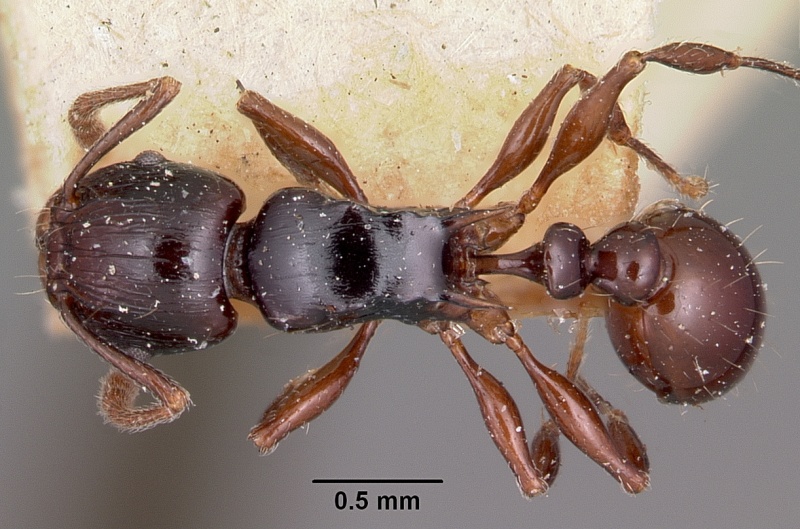 File:Tetramorium marginatum casent0101287 dorsal 1.jpg