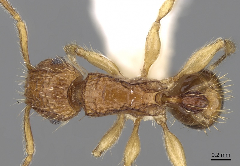 File:Tetramorium peutli casent0280908 d 1 high.jpg