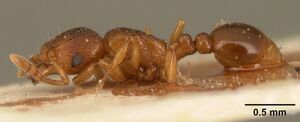 Tetramorium sikorae casent0101143 profile 1.jpg