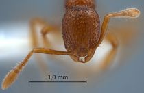 Tyrannomyrmex-rex-frontal-am-lg.jpg