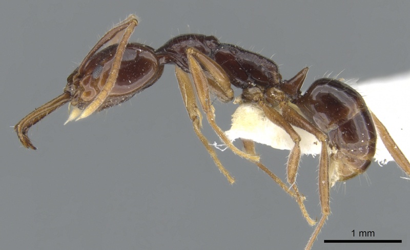 File:Anochetus strigatellus casent0902438 p 1 high.jpg