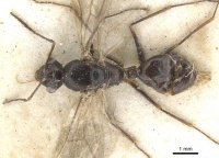 Camponotus ostiarius casent0903507 d 1 high.jpg