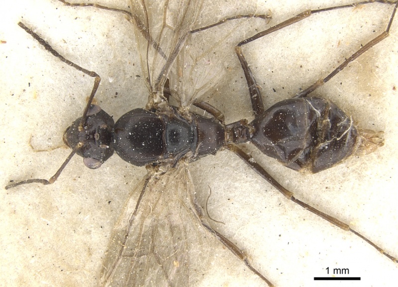 File:Camponotus ostiarius casent0903507 d 1 high.jpg