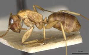 Camponotus polynesicus casent0910586 p 1 high.jpg