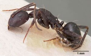 Camponotus quadrimaculatus opacatus casent0102107 profile 1.jpg