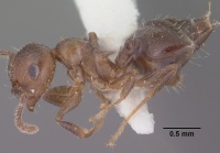 Crematogaster emeryana casent0102831 profile 1.jpg