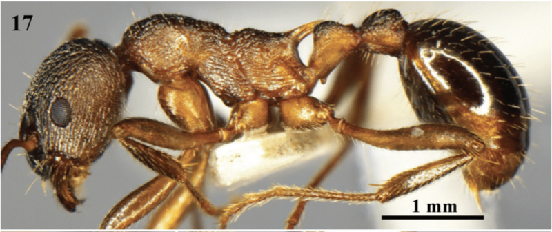 File:Fig. 17 Chen et al. 2016 Myrmica huaii worker body in profile.png