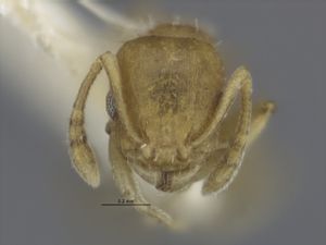 MCZ-29051 Temnothorax pinetorum syntype head.jpg