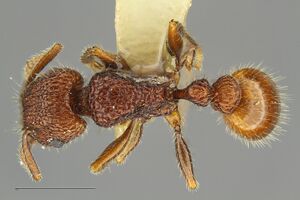 MCZ-ENT00529002 Tetramorium spinosum-had3-2.jpg