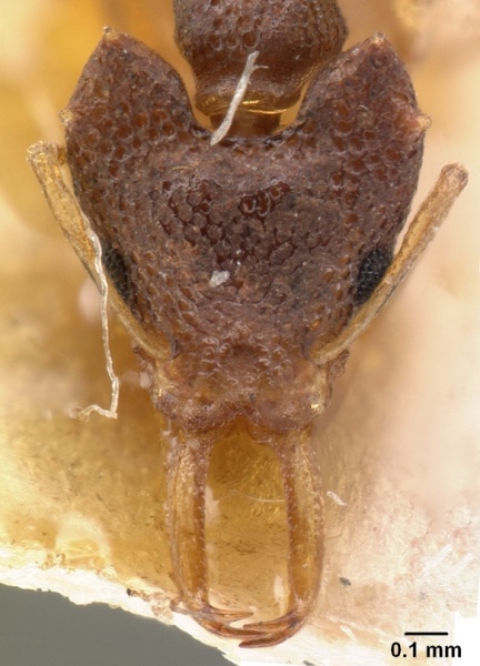 File:Microdaceton exornatum casent0101459 head 1.jpg