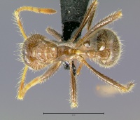 Myrmicaria-brunnea subcarinataD2.5.jpg