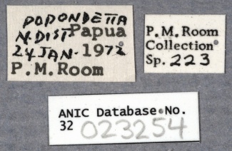 Nylanderia hirsutella ANIC32-023254 labels-Antwiki.jpg