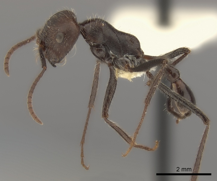 File:Ocymyrmex weitzeckeri casent0217901 p 1 high.jpg