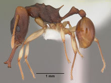 Orectognathus mjobergi casent0010813 p 1 high.jpg