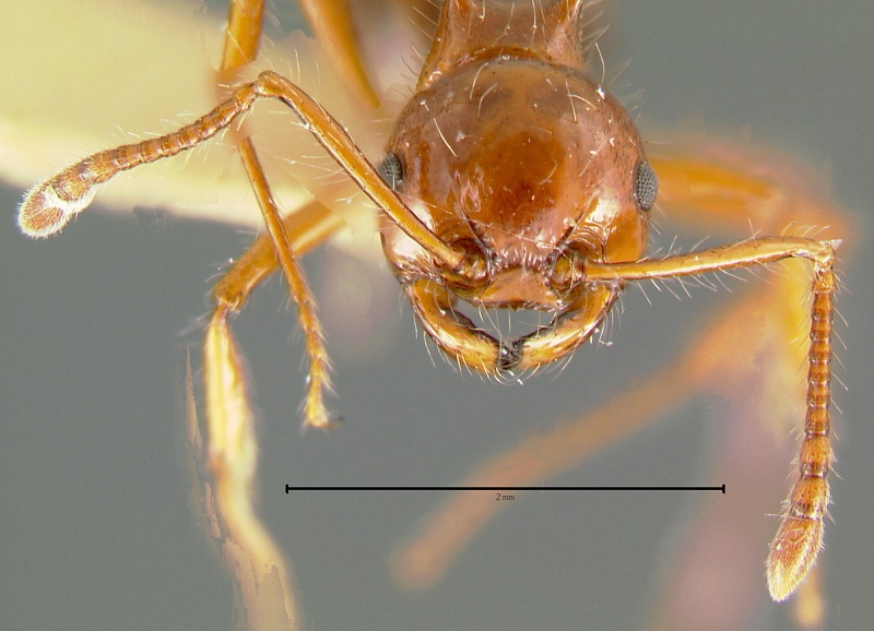 File:Pristomyrmex-longispinusH3..jpg