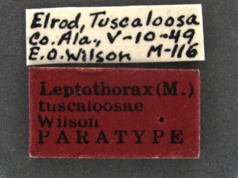 File:Temnothorax-tuscaloosae-Syntype-MCZ001Label.jpg