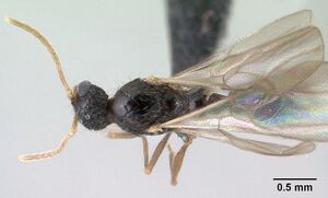 Tetramorium mars casent0144888 d 1 high.jpg