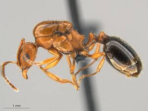 Aphaenogaster-uinta-MCZ001QL.jpg