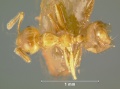 Crematogaster-ochraceaD6.3.jpg