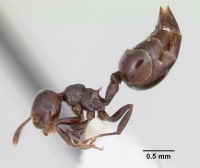 Crematogaster distans casent0103431 profile 1.jpg