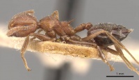 Crematogaster himalayana casent0908582 p 1 high.jpg