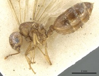 Crematogaster pellens casent0902125 p 1 high.jpg