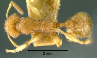 Paratopula-sumatrensisD2.5.jpg