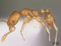 Paratrechina madagascarensis casent0075975 profile 1.jpg