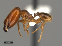 Pheidole-absurda-MCZ001L.jpg