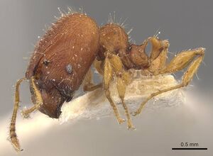 Pheidole nodgii casent0907979 p 1 high.jpg