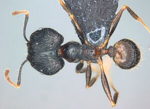 Pheidole oceanica casent0184533 d 1 high.jpg