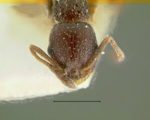 Temnothorax-texanusHolotype8x.jpg