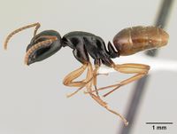 Camponotus bevohitra casent0437238 p 1 high.jpg