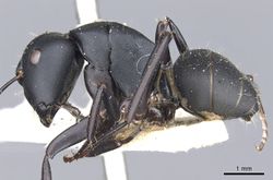 Camponotus tristis casent0903539 p 1 high.jpg