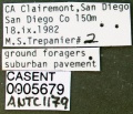 Cardiocondyla minutior casent0005679 label 1.jpg