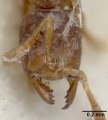 Cryptopone testacea castype06939-01 head 1.jpg