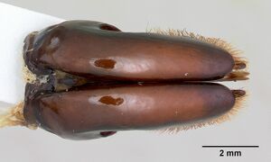 Dorylus nigricans casent0172641 dorsal 3.jpg