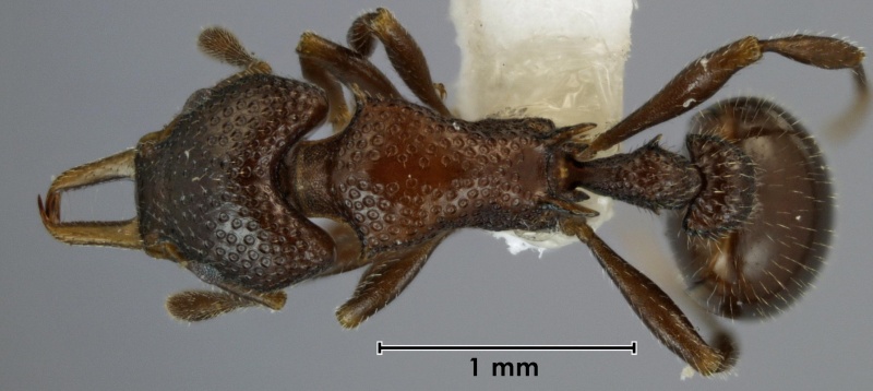 File:Epopostruma natalae holotype ANIC32-015345 top 32-AntWiki.jpg