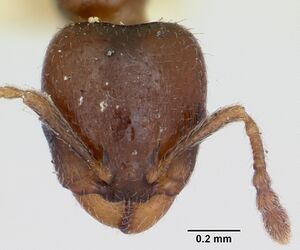 Gauromyrmex acanthinus casent0172786 head 1.jpg