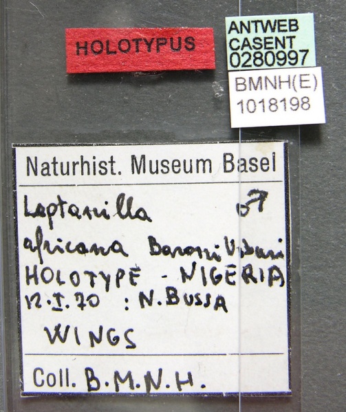 File:Leptanilla africana casent0280997 l 2 high.jpg