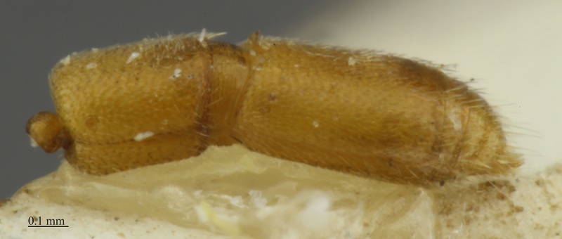 File:MCZ-ENT00524096 Cerapachys sp3 hal2.jpg