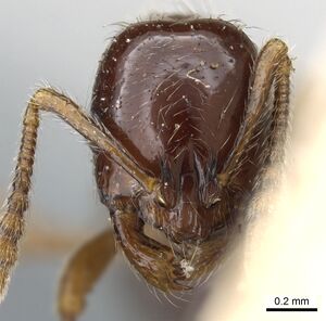 Monomorium denticulatum casent0904574 h 1 high.jpg